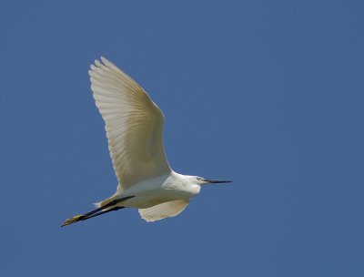 Silkeshger [Little Egret] 
