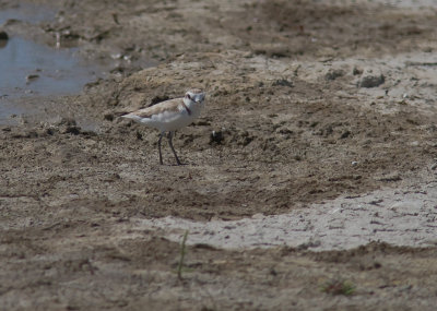 Svartbent strandpipare [Kentish Plover] (IMG_1265)