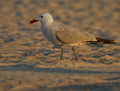 Rdnbbad trut [Audouins Gull] IMG_1387.jpg