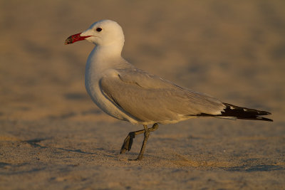 Rdnbbad trut [Audouins Gull] IMG_1400.jpg