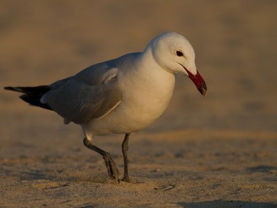 Rdnbbad trut [Audouins Gull] IMG_1401.jpg
