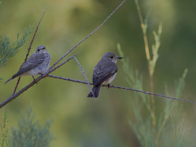 Tyrrhensk flugsnappare [Mediterranean flycatcher] 