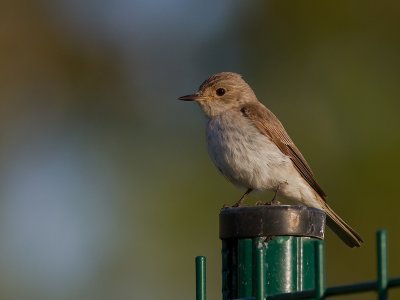 Tyrrhensk flugsnappare [Mediterranean flycatcher] 