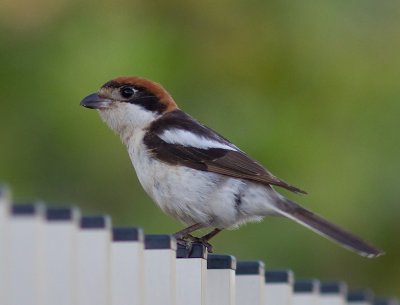 Rdhuvad trnskata [Woodchat Shrike] 