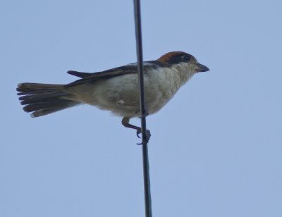 Rdhuvad trnskata [Woodchat Shrike]
