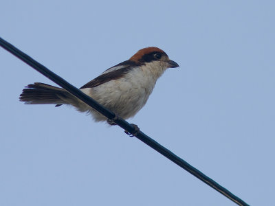 Rdhuvad trnskata [Woodchat Shrike]