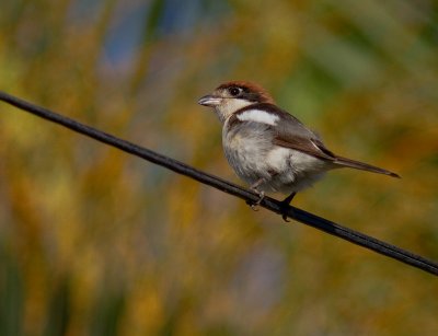 Rdhuvad trnskata [Woodchat Shrike]