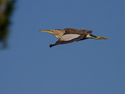 Dvrgrrdrom [Little Bittern]