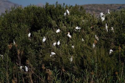 Kohger [Cattle Egret] 