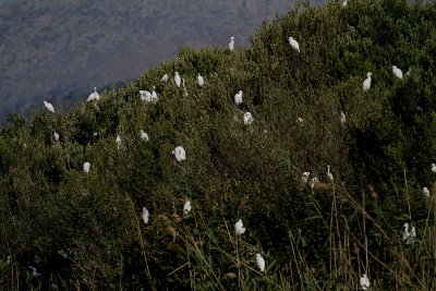 Kohger [Cattle Egret] 