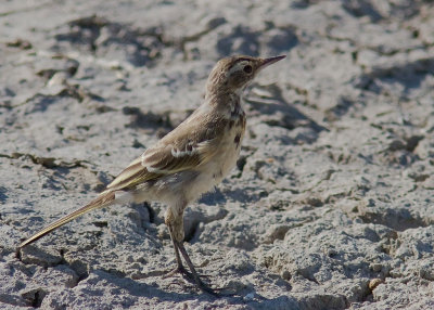 Gulrla, iberiae [Yellow Wagtail] (IMG_1696)