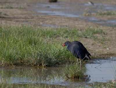 Purpurhna [Purple Swamphen] (IMG_1700)