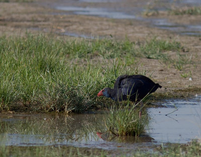Purpurhna [Purple Swamphen] (IMG_1702)