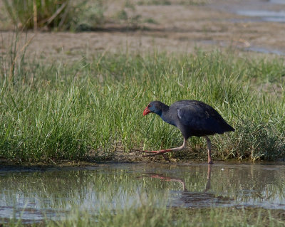 Purpurhna [Purple Swamphen] (IMG_1705)