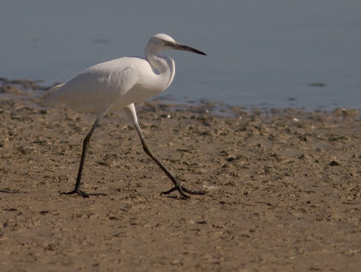 Silkeshger [Little Egret] 