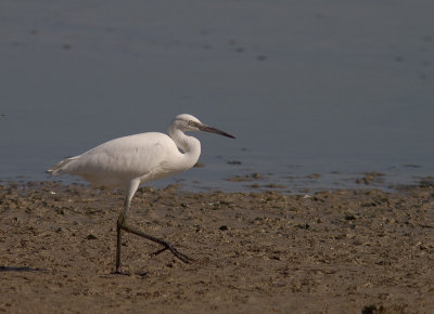 Silkeshger [Little Egret] 