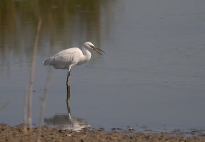 Silkeshger [Little Egret] 