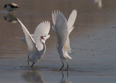 Silkeshger [Little Egret] 