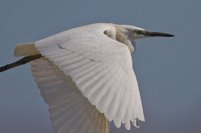 Silkeshger [Little Egret] 