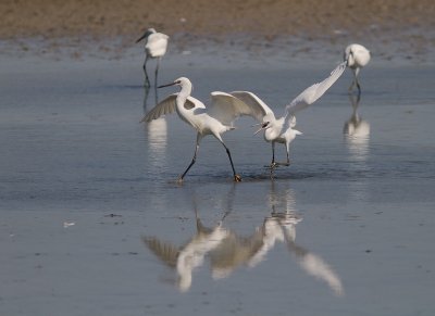 Silkeshger [Little Egret] 