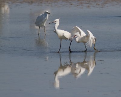 Silkeshger [Little Egret] 