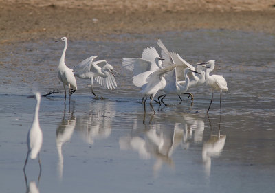 Silkeshger [Little Egret] 