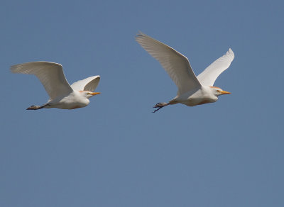Kohger [Cattle Egret] IMG_1791.jpg