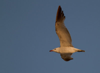Rdnbbad trut [Audouins Gull] (IMG_1876)