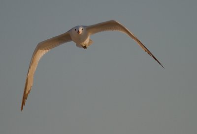 Rdnbbad trut [Audouins Gull] (IMG_1878)
