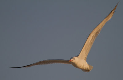 Rdnbbad trut [Audouins Gull] (IMG_1880)