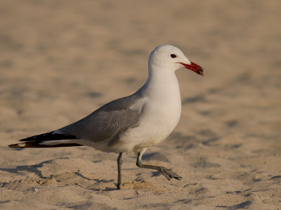 Rdnbbad trut [Audouins Gull] (IMG_1902)