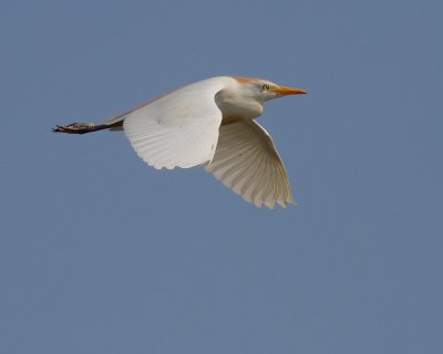 Kohger [Cattle Egret] 