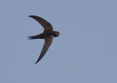 Blek tornseglare [Pallid swift] IMG_1977.jpg