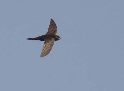 Blek tornseglare [Pallid swift] IMG_1978.jpg
