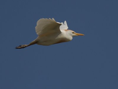 Kohger [Cattle Egret] 
