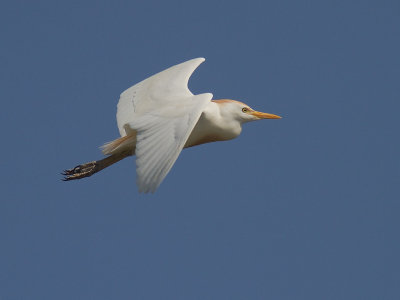 Kohger [Cattle Egret] 