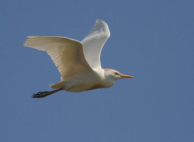 Kohger [Cattle Egret] 