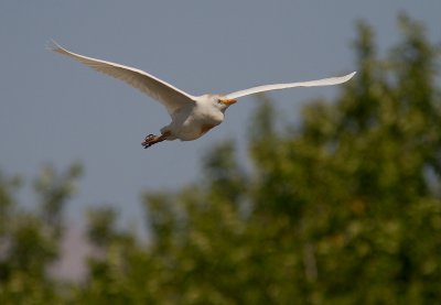 Kohger [Cattle Egret] 