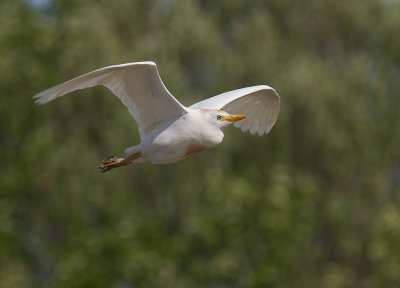 Kohger [Cattle Egret] 