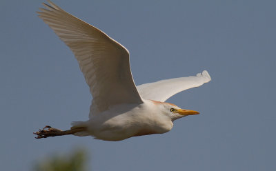 Kohger [Cattle Egret] 