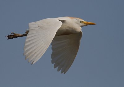 Kohger [Cattle Egret] 