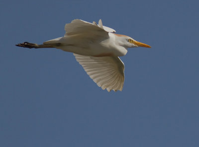 Kohger [Cattle Egret] 