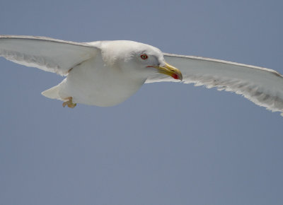 Medelhavstrut [Yellow-legged gull] IMG_2206.jpg