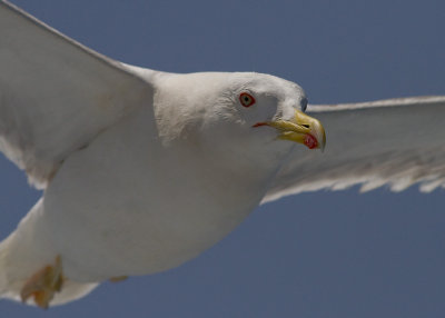 Medelhavstrut [Yellow-legged gull] IMG_2232.jpg
