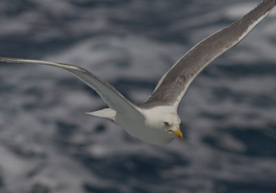 Medelhavstrut [Yellow-legged gull] IMG_2238.jpg