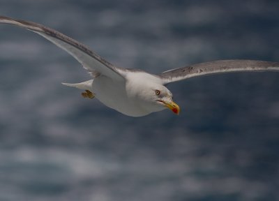 Medelhavstrut [Yellow-legged gull] IMG_2242.jpg