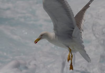 Medelhavstrut [Yellow-legged gull] IMG_2247.jpg