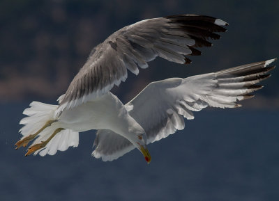 Medelhavstrut [Yellow-legged gull] IMG_2254.jpg