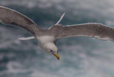 Medelhavstrut [Yellow-legged gull] IMG_2257.jpg