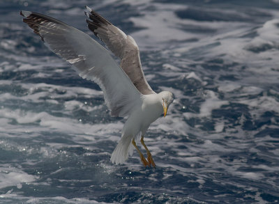 Medelhavstrut [Yellow-legged gull] IMG_2266.jpg